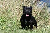 STAFFIE 060